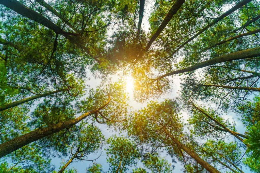 Bäume mit hellen Sonnenstrahlen - Waldbestattung in Rostock