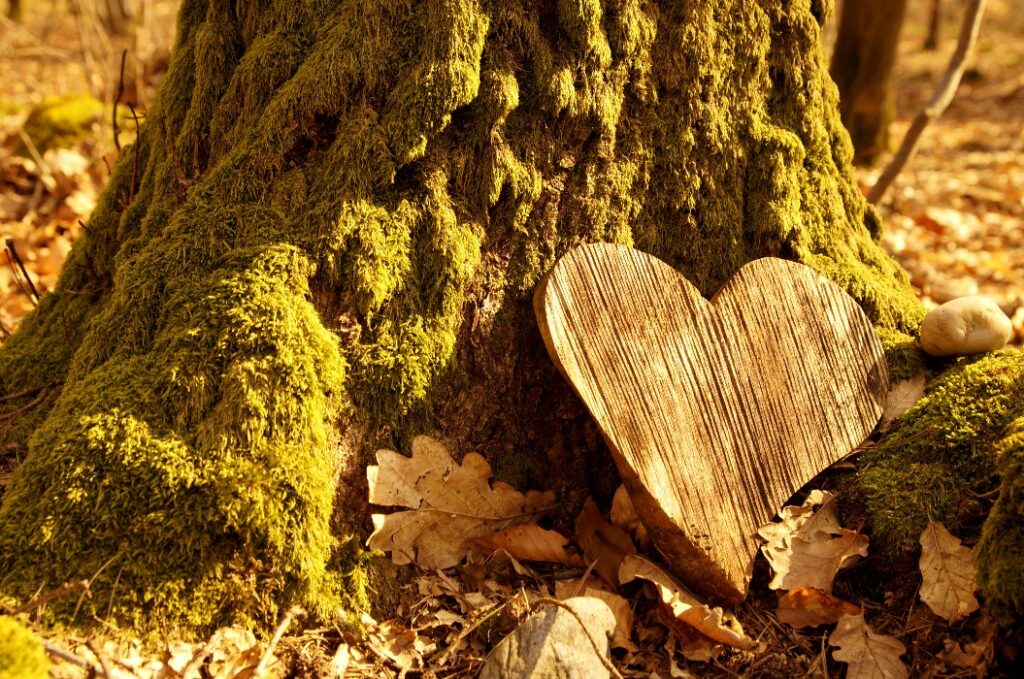 Beerdigung Herz Sympathie oder Holz Beerdigung Herz in der Nähe eines Baumes. Naturbestattung Grab im Wald. Herz auf Gras oder Moos. Baumbestattung, Friedhof und Allerheiligen Konzepte